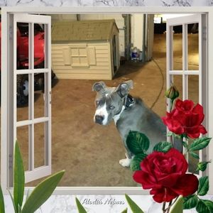 Meet your Posher, Leo